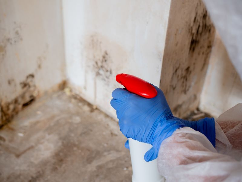 Contact About Mold Disinfection