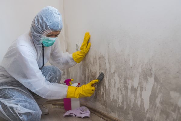 Mold Remediation - Mold Remediation Chandler, Arizona