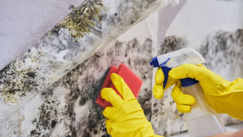 Mold Disinfection